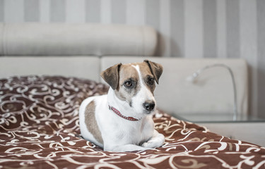 Cute small white dog Jack Russle Terrier resting on a Bed in a nice bedroom. Monochrome image