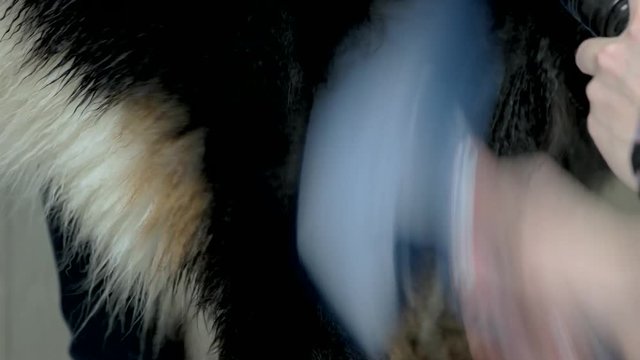 Hand brushing dog close up. Healthy dog coat.