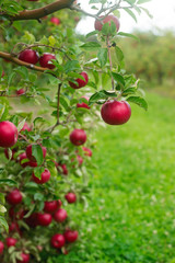 Ripe apples on the branches of a tree in the garden. Selective focus.