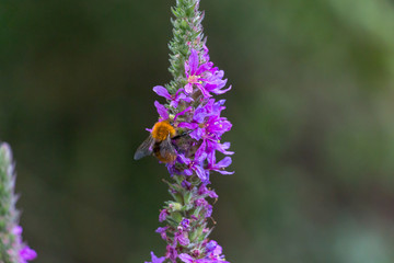 Bourdon sur une tige de fleurs coté gauche