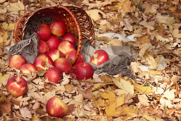 Naklejka na ściany i meble basket with apples in autumn forest, yellow leaves background