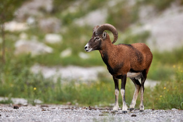 beautiful male muflon