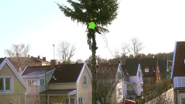Sawing down an old fir in the garden.
A man with chainsaw is climbing up and sawing off branch after branch. Timelapse