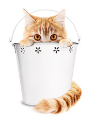 ginger cat with flower bucket isolated on white background, funny animal concept