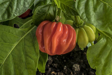 habanero peppers on plant