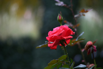 Red rose in blossom in a garden