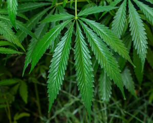 Thickets plant of marijuana on a dark background. Selective focus.