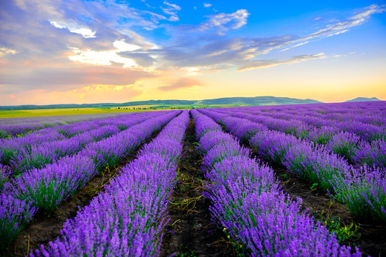 lavender field stretching to the horizon at sunset