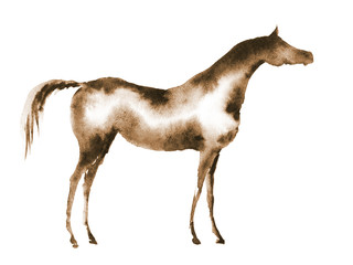 Sepia watercolor hand drawing arabian horse on white. Hand panting horse silhouette.