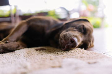 Chocolate Labrador dog
