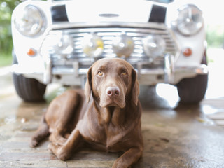Chocolate Labrador dog
