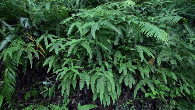 Tropical rainforest - green fern; steadicam static footage; 