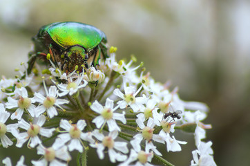 Green rose chafer
