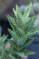 Closeup green cactus with thorn