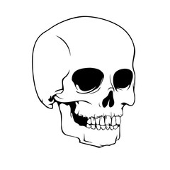 The human skull. Design element for Happy Halloween cards, posters or banner. Cartoon style. Doodles. Vector illustration.