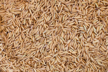 Naklejka premium closeup paddy rice seed background