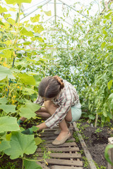 Fototapeta premium Beautiful woman working in green house on tomatoes