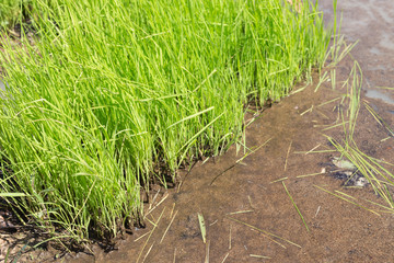 Rice seedlings, Sapling planting of rice preparations