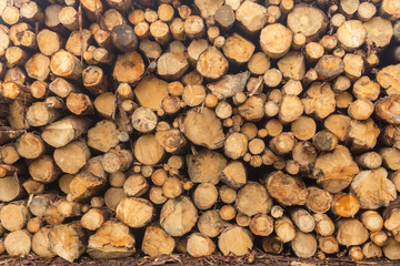 Sawn logs stacked in a pile at the sawmill. Close-up. Background