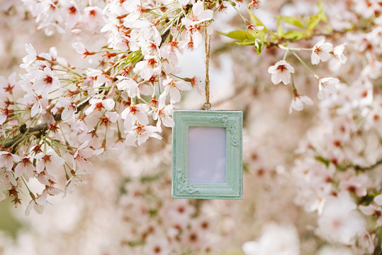 vintage photo frame with blossom cherry flower sakura