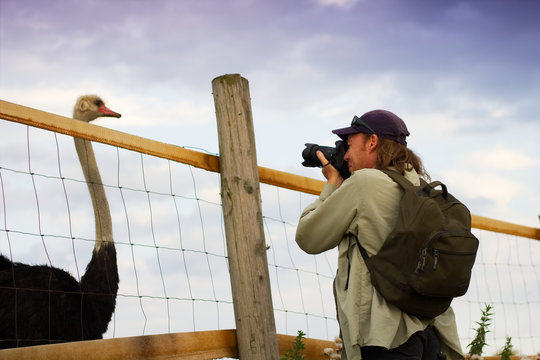 photographer taking pictures of ostrich behind the fence 