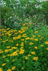 Massif de fleurs colorées: rudbeckies et pois de senteur