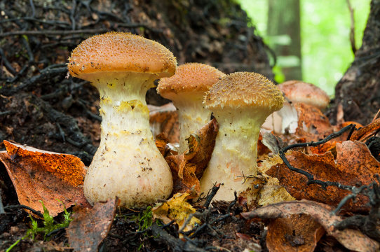 Autumn edible mushrooms Honey fungus (Armillaria mellea) growing in a forest of fallen autumn leaves