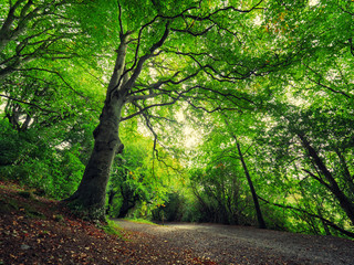 Early Autumn forest morning,Northern Ireland