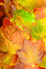 Naklejka na ściany i meble colorful autumn background. red, green and orange autumn leaves.