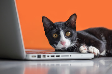 Black cat working at the computer as a developer online