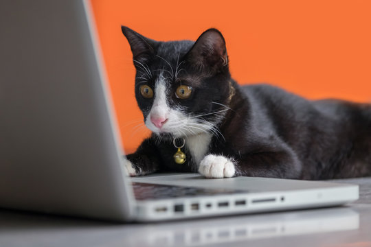 Black cat working at the computer as a developer online