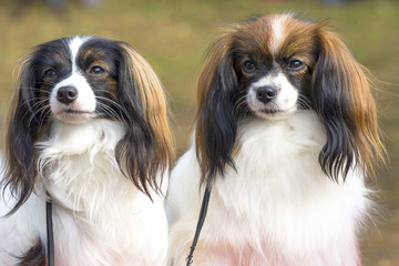 Papillon Dog close-up