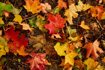 Fall. Autumn leaves lying at ground.