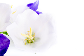 close-up of Campanula or bellflower flowers on white background with copy space. floral macro. spring and summer border template . greeting and holiday card or postcard