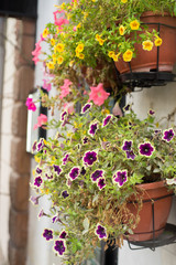 flower pot with purple flowers hang on the street.