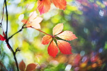 Naklejka na ściany i meble picturesque bokeh of autumn