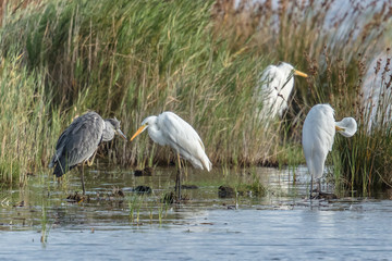 graureiher und silberreiher