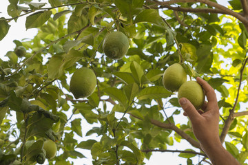 A person  harvest a lemon from the tree
