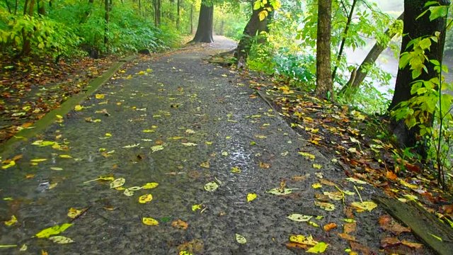 pluie en automne

