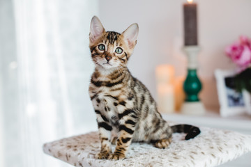 bengal cats babys leopard kitten