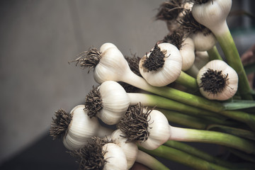 garlic harvested from the fields