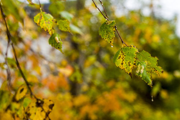 Birch leaves in autumn
