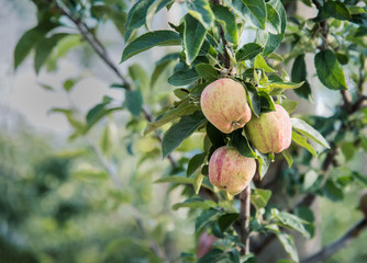 apples in a tree in an orchard