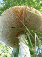 Fliegenpilz von unten