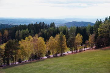 Landscape with autumn or spring trees