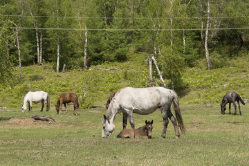 Obraz na płótnie Canvas Horse and foal