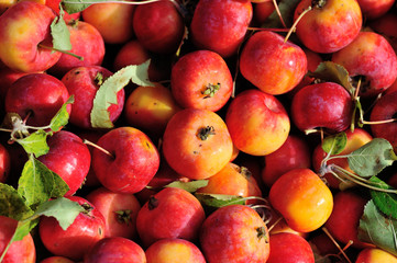 fresh crabapples