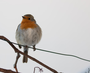 Robin in the garden