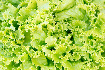 Detail of a romaine lettuce