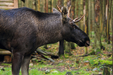 Portrait of an european elk.